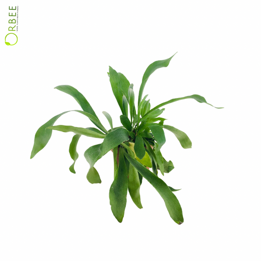 Platycerium bif.netherland