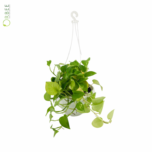 Pothos Neon (Small)