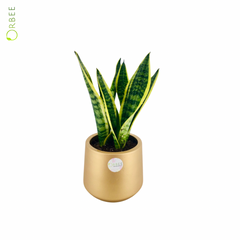 Sansevieria Superba with Golden GRC Pot