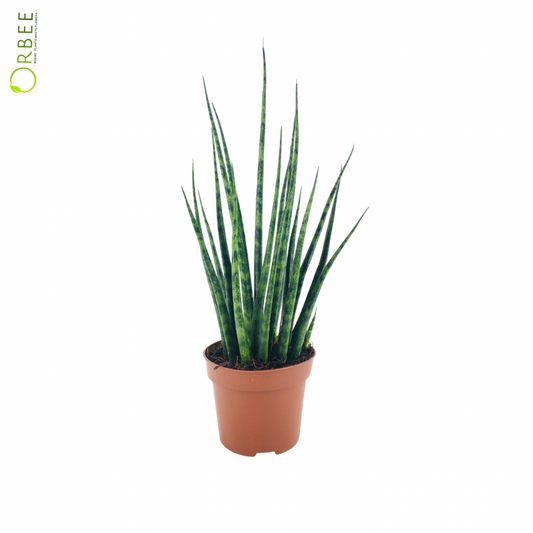 Sansevieria Fernwood Mikado