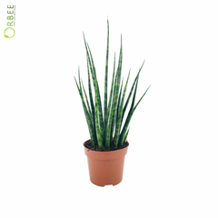 Sansevieria Fernwood Mikado