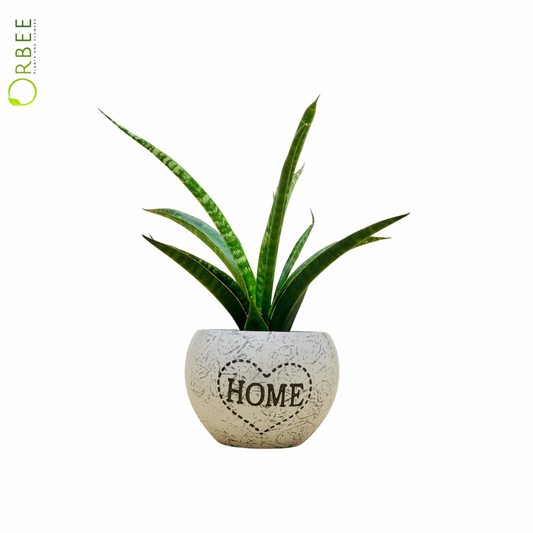 Sansevieria in Chic Planter