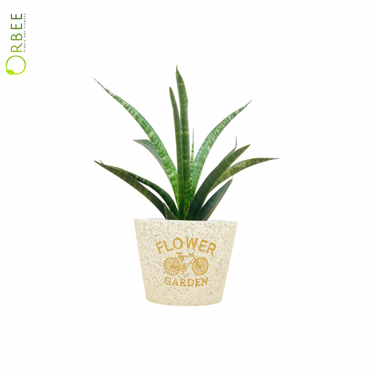 Sansevieria in Vintage Garden Pot