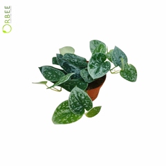 Scindapsus Pictus 'Silvery Ann'