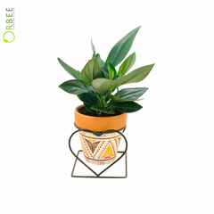 Scindapsus Treubii ‘Dark Form’ in Tribal Heart Planter