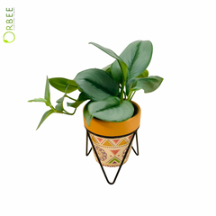 Scindapsus Treubii ‘Moonlight’ in Boho Ceramic Pot