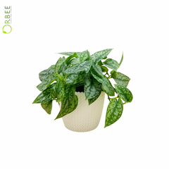 Scindapsus Silver Lady in Textured Ivory Planter