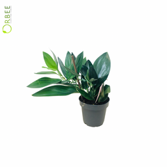 Scindapsus treubii Dark Form