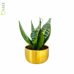 Snake Plant in Luxe Golden Planter