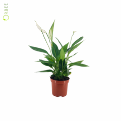 Spathiphyllum Alana