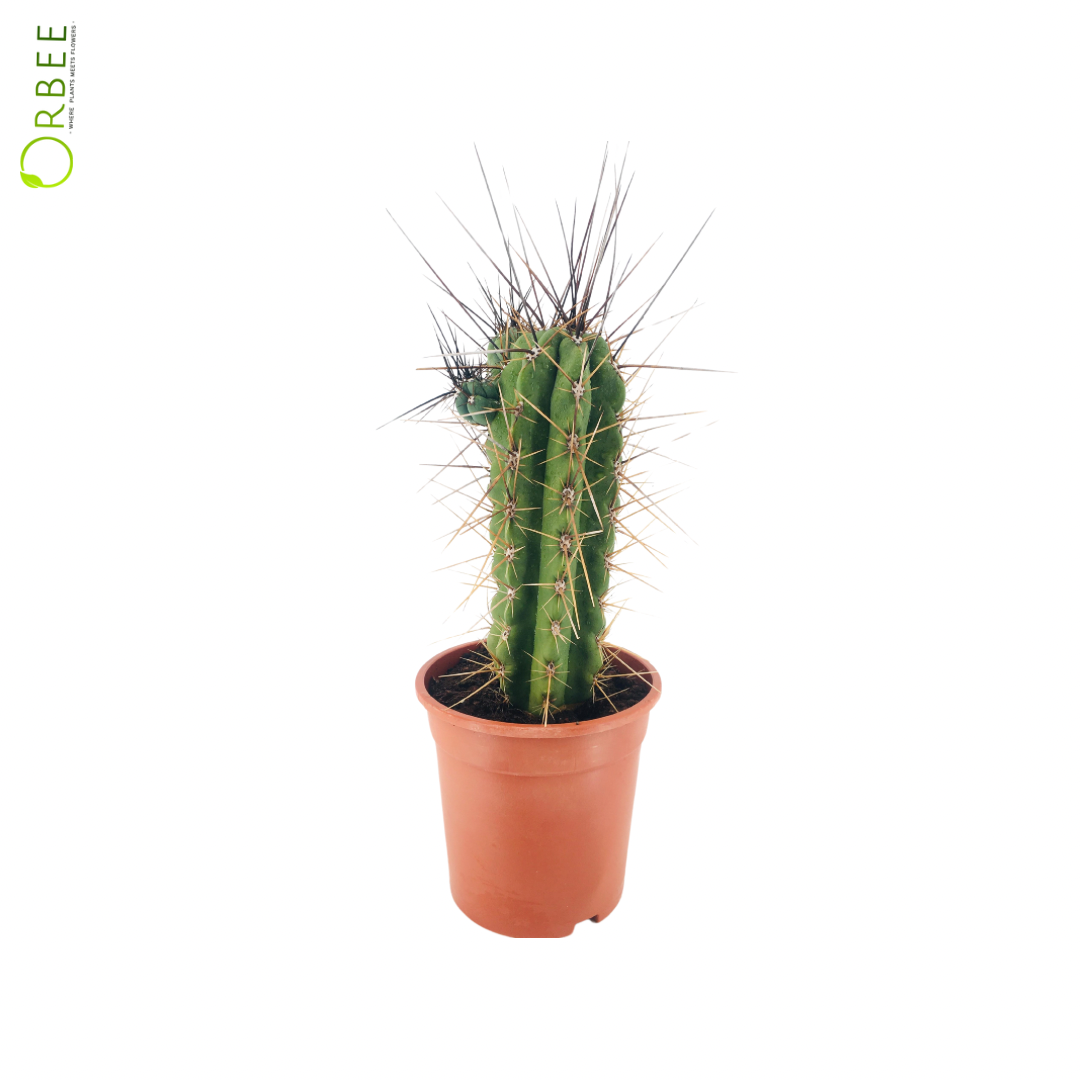 Stetsonia coryne Cactus