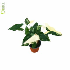 Syngonium Podophyllum Variegata Albo