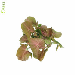 Syngonium Red Heart Feel Green