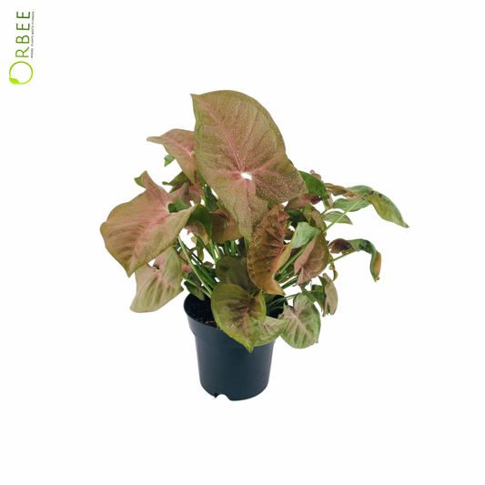 Syngonium Red Heart Feel Green