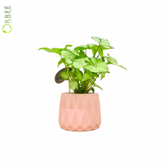 Syngonium White Butterfly in Elegant Planter