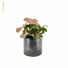 Syngonium Red Heart Feel Green with GRC Pot