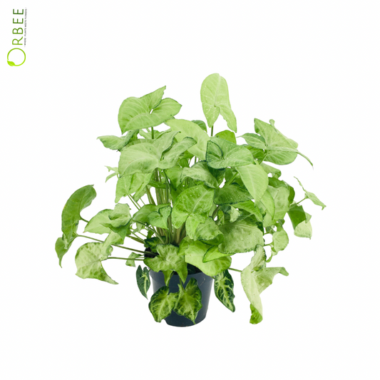 Synonym White Butterfly