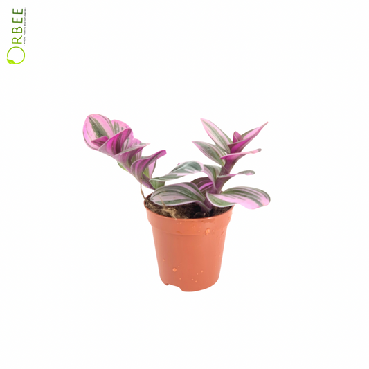 Tradescantia alb.nanonuk