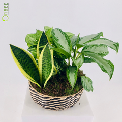 Trifecta of Greenery