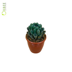 Haworthia Hybrida Mix