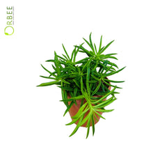 Peperomia ferreyrae