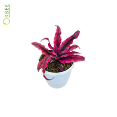 Cryptanthus bivittatus 'Ruby Star'