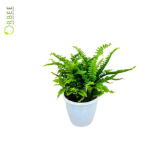 Nephrolepis Exaltata “Boston Fern”