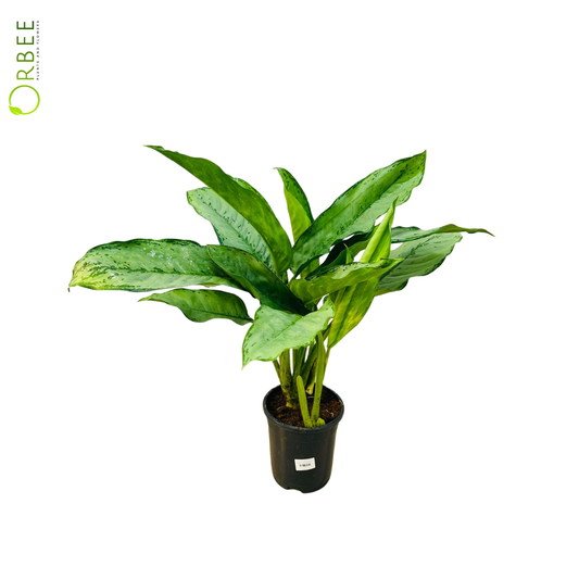 Aglaonema ‘Freedman’