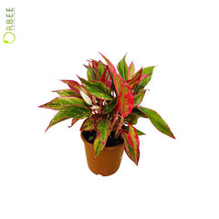 Aglaonema Red Siam