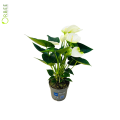 Anthurium A. mixed