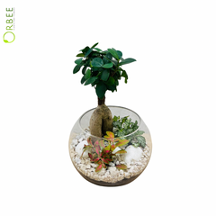 Mini Ficus Bonsai Terrarium in Fish Bowl