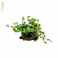 Hedera Helix (English Ivy) in Glossy Fish Bowl Planter