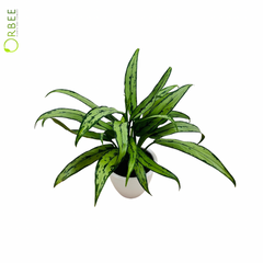 Aglaonema Cutlass in white Planter