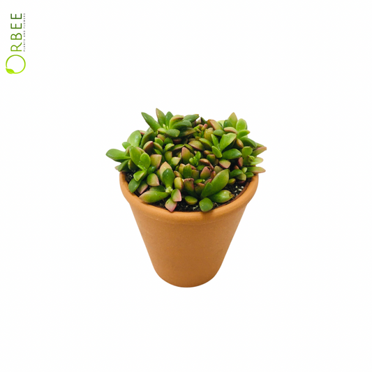 Cactus Ana. rufescens