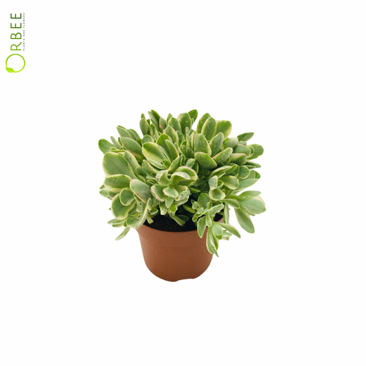 Crassula moneymaker