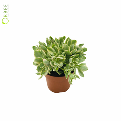 Crassula moneymaker