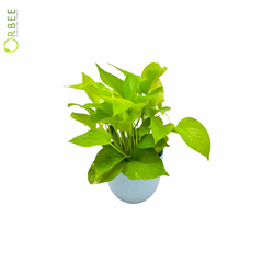 Golden Pothos Glow in Sky Blue Planter