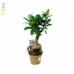 Ficus Microcarpa Ginseng