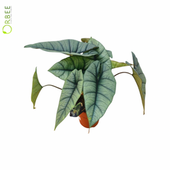 Alocasia Platinum