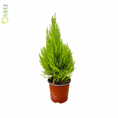 Cupressus macr. Goldcrest Wilma