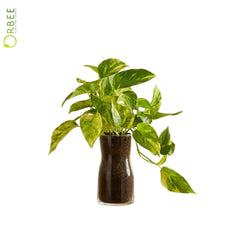 Epipremnum Aureum Hi-Color
