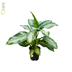 Aglaonema Silver Bay