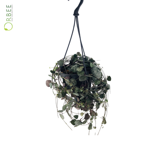 Ceropegia Woodii with Haak