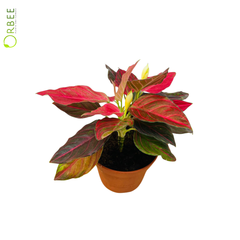 Aglaonema Red Siam