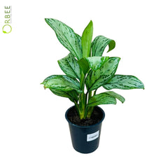 Aglaonema Agla Mixed