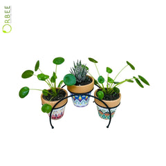 Pilea & Haworthia Plant Set with terra-cotta pot