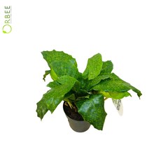 Calathea Network
