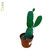 Consolea Rubescens
