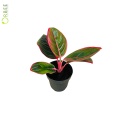 Aglaonema Khanza