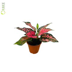 Aglaonema Magenta